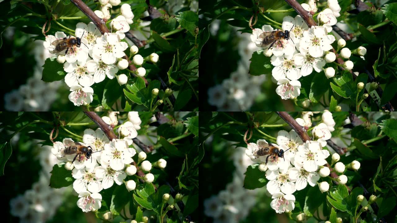 蜜蜂从花朵中获取花粉并飞走