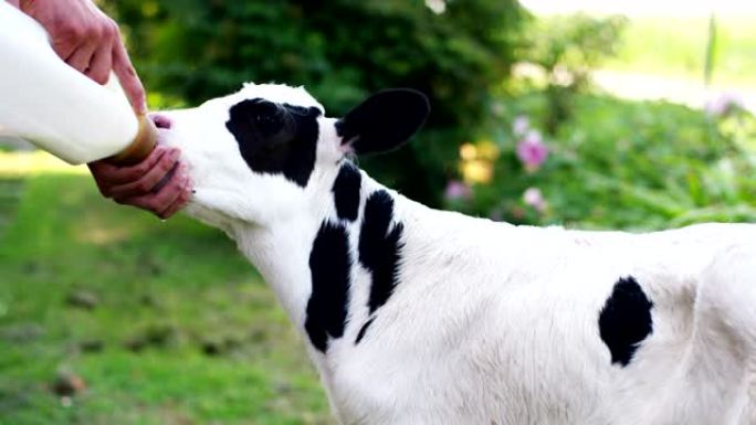 一位农民用瓶子给小牛喝牛奶，使它长得强壮健康。对小牛的热爱，大多是素食主义者。