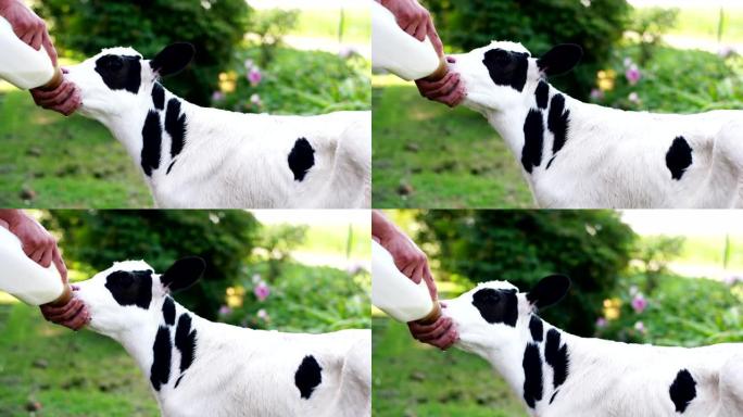 一位农民用瓶子给小牛喝牛奶，使它长得强壮健康。对小牛的热爱，大多是素食主义者。