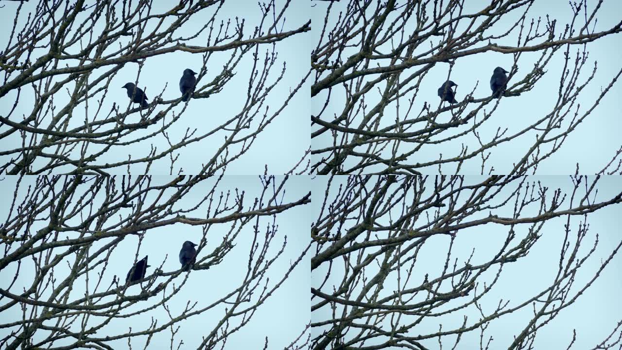 几只鸟从树枝上飞走