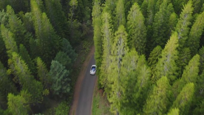 在森林中行驶的白色现代汽车