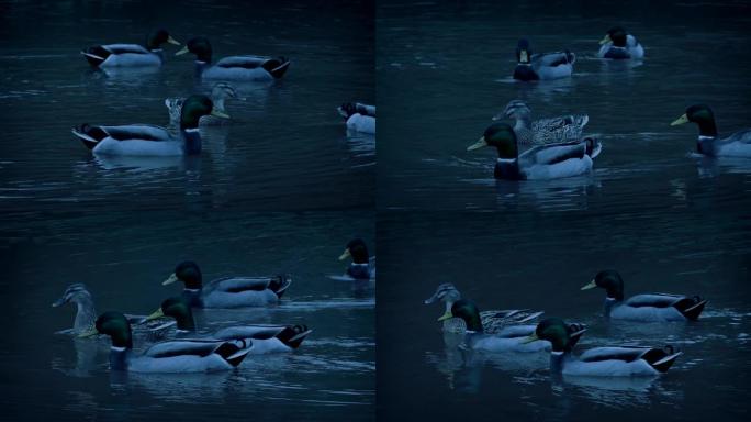 黄昏时在湖上跟随鸭子