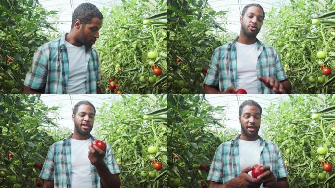 让我们谈谈有机西红柿。