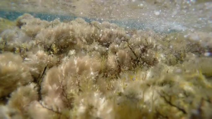 水下生命。珊瑚礁海底珊瑚特写