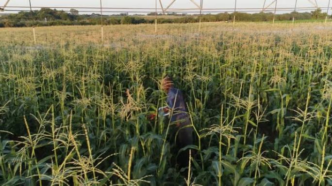 4K放大航拍非洲黑人农民通过玉米田使用数字平板检查他的作物在一个大型蔬菜农场