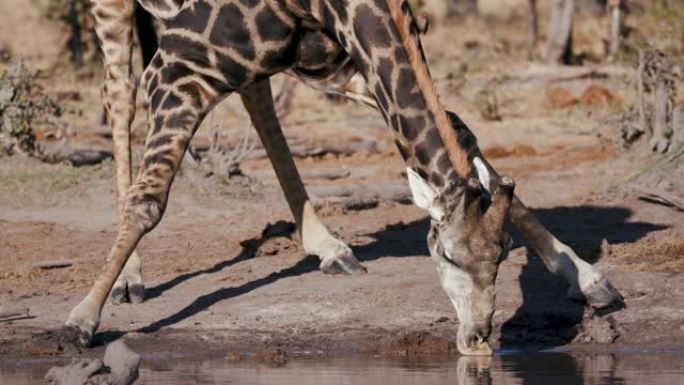 4k长颈鹿弯腰在博茨瓦纳水坑喝水的特写镜头