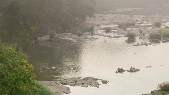 MS大象在斯里兰卡河中游泳