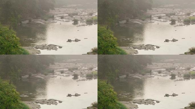 MS大象在斯里兰卡河中游泳