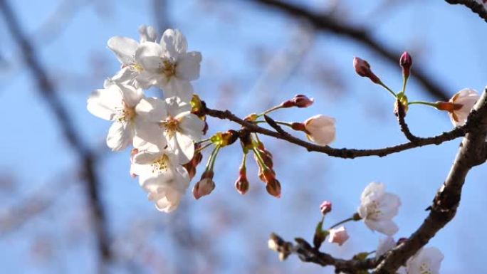 日本的春天樱花盛开