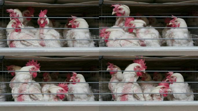 大型产卵生产农场中局促鸡的4k特写前视图