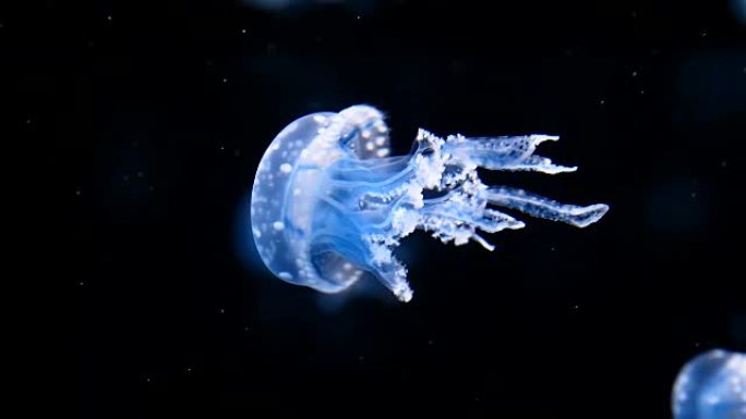 水母水母游动海底动物