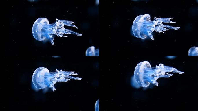 水母水母游动海底动物