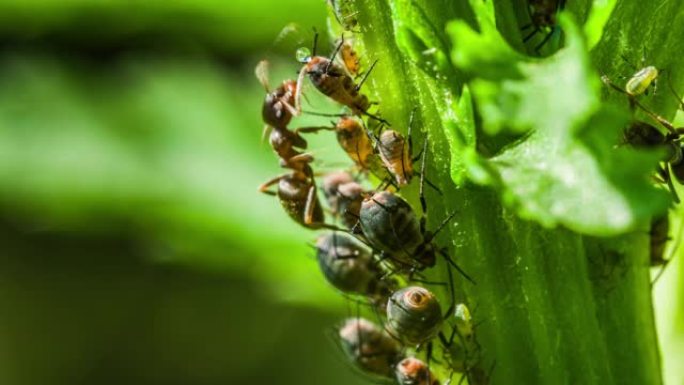 Ants milking Aphids-共生