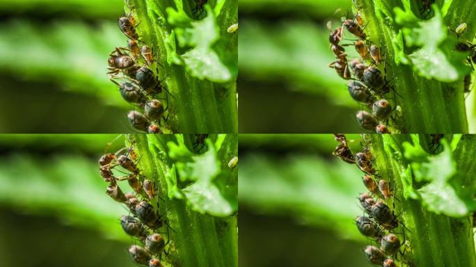 Ants milking Aphids-共生