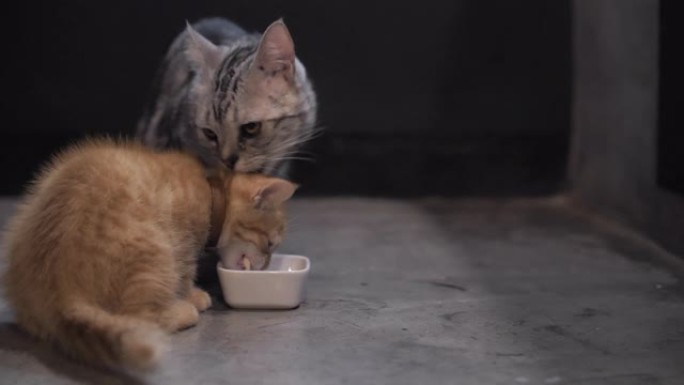 两只猫在碗上吃干猫粮