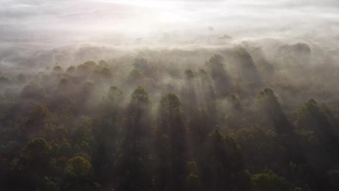 空中薄雾森林美景壮观清晨
