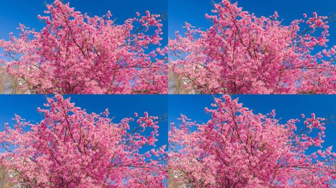 春天的风景，美丽的粉红色樱花，波克背景，阳光和蓝天