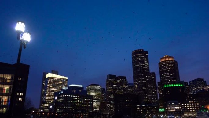 波士顿港的4k镜头场景，一群鸟在夜间从美国马萨诸塞州的范码头公园飞过天空，市中心的天际线，城市景观和