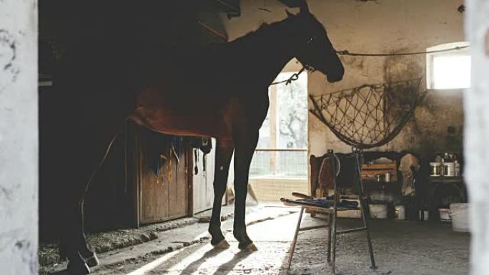 马stable里的DS马