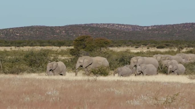 在纳米比亚埃托沙国家公园，一群正在繁殖的大象在灌木丛中行走的4K画面