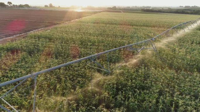 4k背光空中飞越中心枢轴灌溉大型蔬菜农场的玉米作物