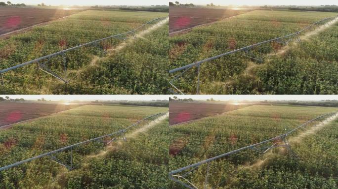 4k背光空中飞越中心枢轴灌溉大型蔬菜农场的玉米作物