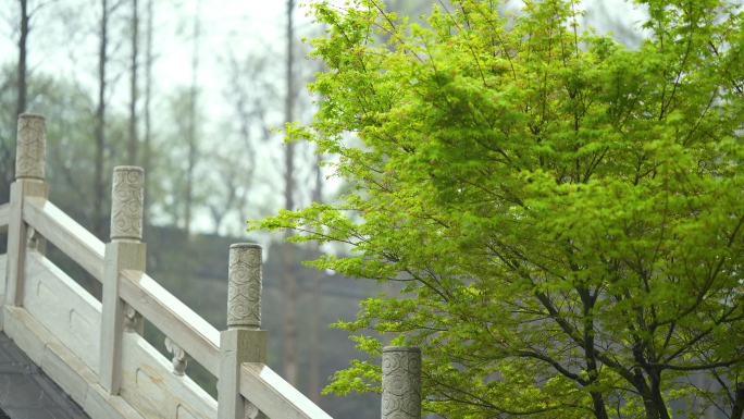 意境雨景，唯美雨景空镜头，湿地公园风景