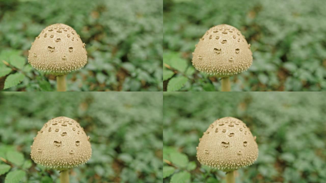生长在森林中的铜蘑菇