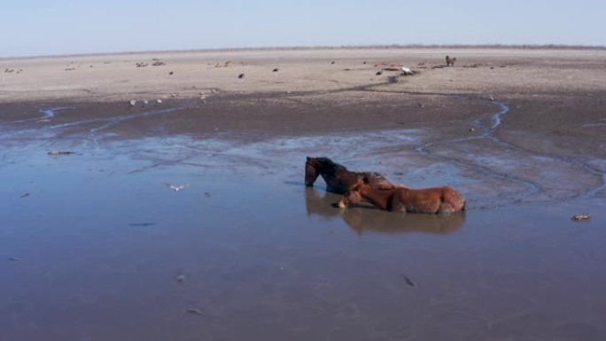 由于干旱和气候变化，鸟瞰马涉水穿过厚厚的泥土，喝下最后剩下的泥水。博茨瓦纳奥卡万戈三角洲恩加米湖