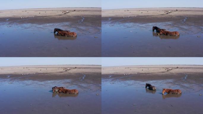 由于干旱和气候变化，鸟瞰马涉水穿过厚厚的泥土，喝下最后剩下的泥水。博茨瓦纳奥卡万戈三角洲恩加米湖