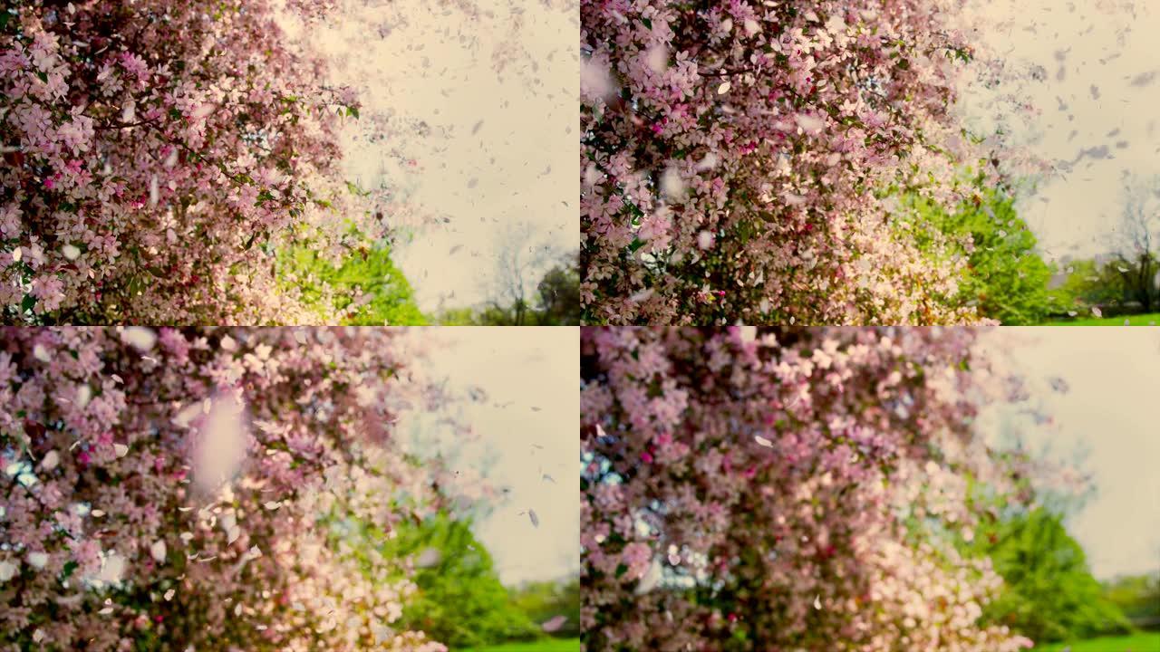 风吹着粉红色花瓣的樱花树。