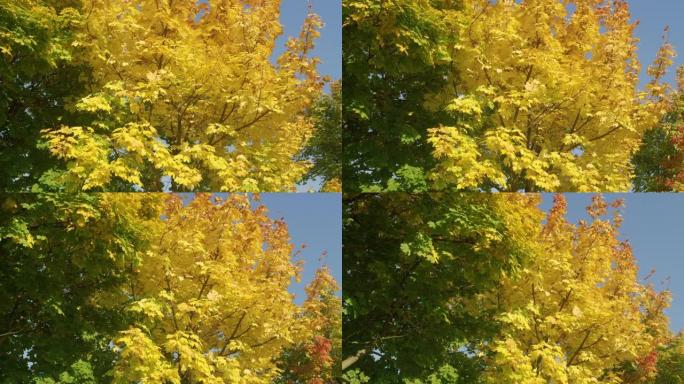 特写: 在阳光明媚的秋日，树梢变色的美丽照片。