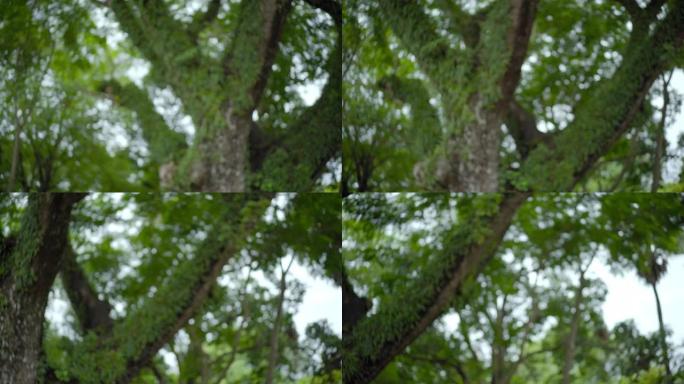 热带亚洲树木在公园的大树枝下仰望大自然