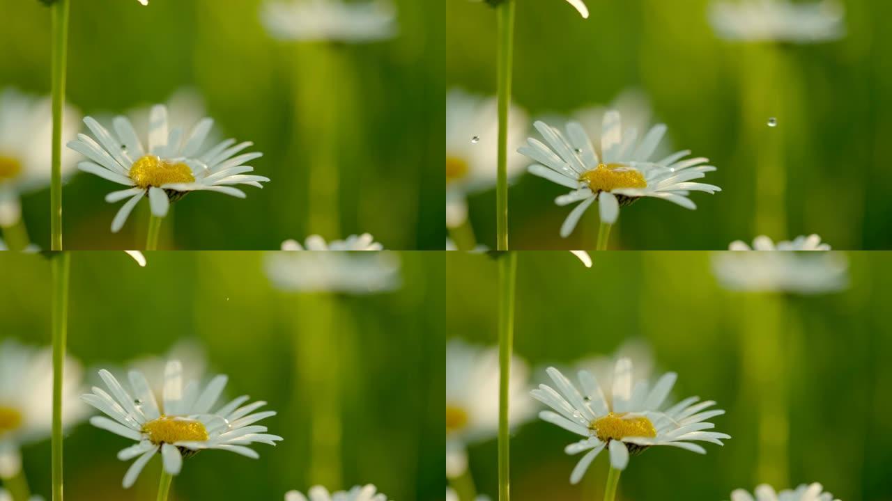 铜水滴落在白色和黄色的菊花花上