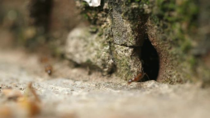 进入洞穴的蚂蚁的特写镜头，4k