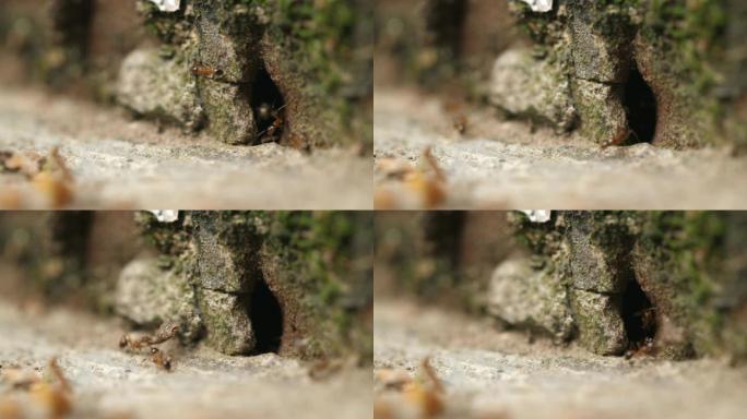 进入洞穴的蚂蚁的特写镜头，4k