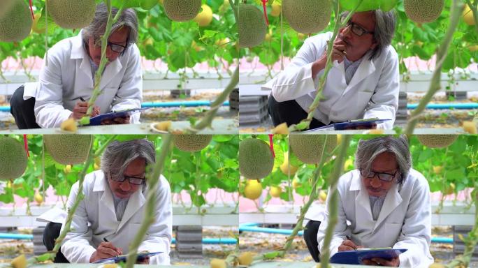 高级科学家农艺师在瓜地做检查。跟踪质量和增长。农业食品研究。有机食品生产。