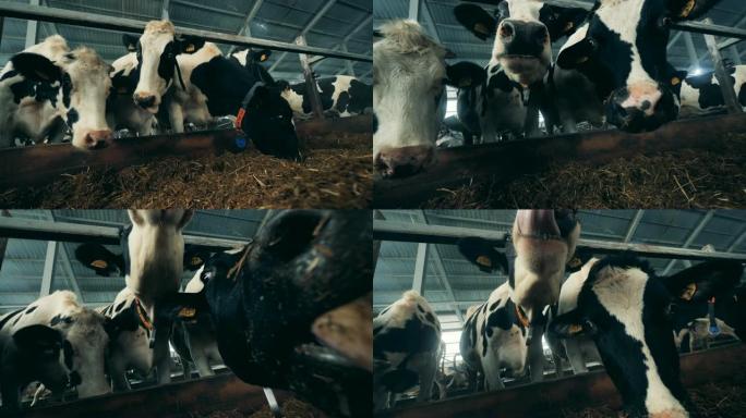 奶牛在一个特殊的地方喂养，特写。