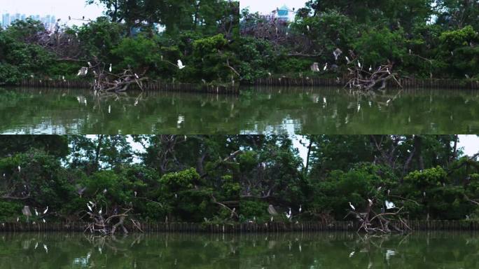 4kl1广东肇庆星湖:七星岩景区6