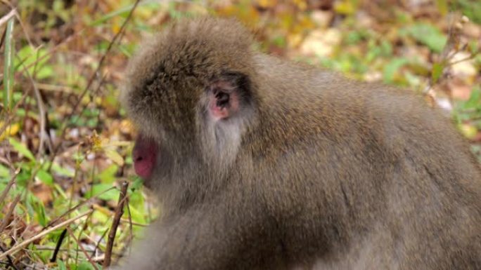 日本猕猴喂养植物