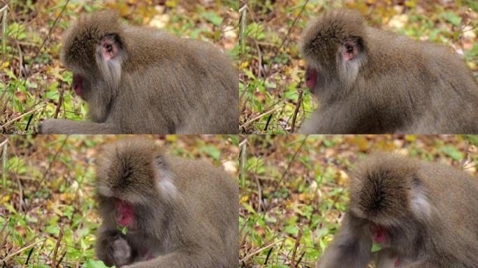日本猕猴喂养植物