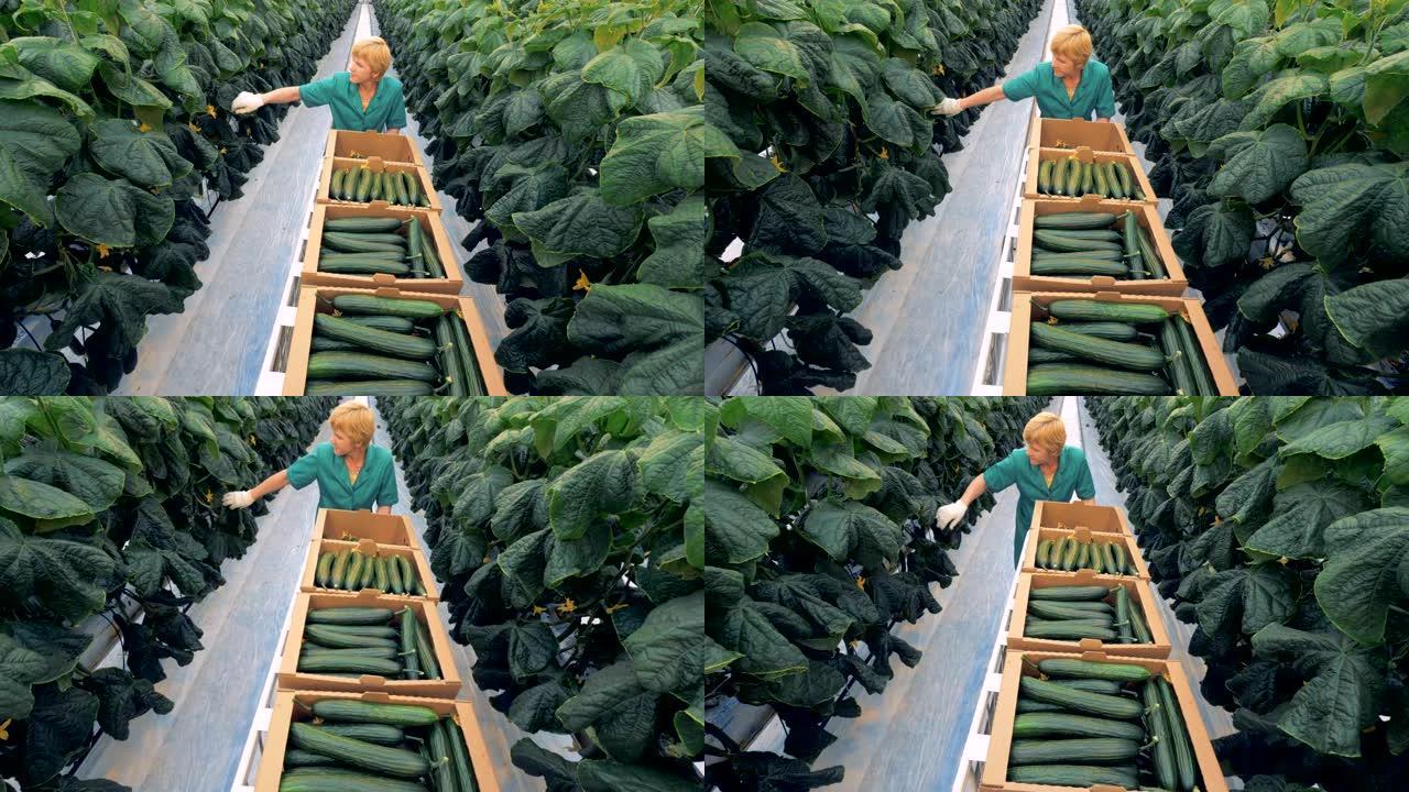 女暖房工人拉着手推车收集黄瓜。天然和新鲜蔬菜的有机栽培。