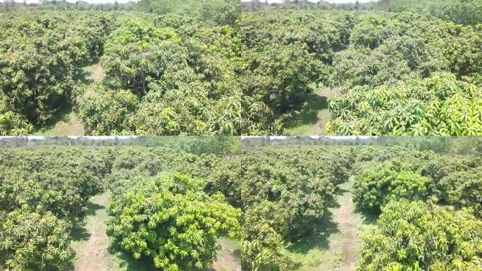 泰国的芒果农场芒果种植园