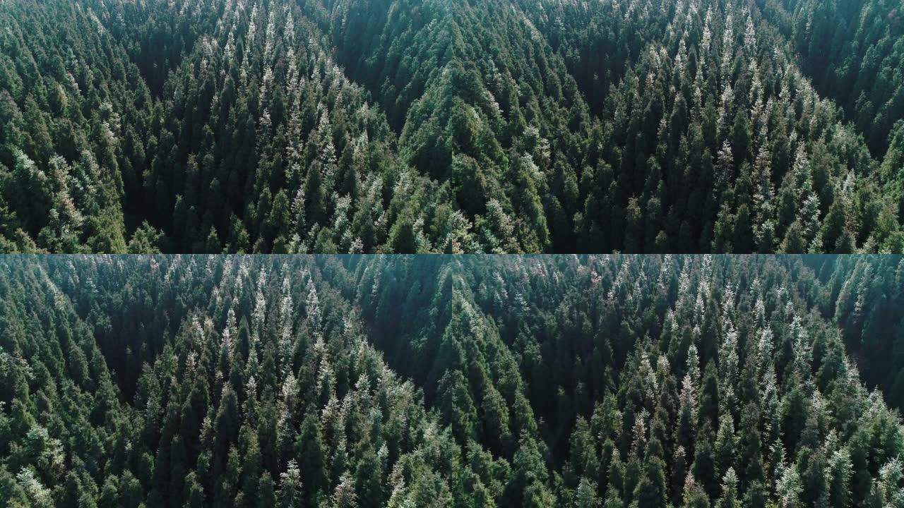 中午拍摄松树森林中午拍摄松树森林