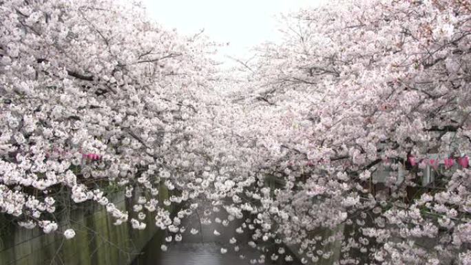 日本东京美丽的樱花或樱花春天的目黑河