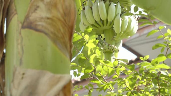 香蕉树上的一堆绿色香蕉