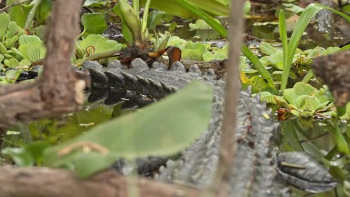 美国佛罗里达州大沼泽地国家公园沼泽中伪装的鳄鱼女士