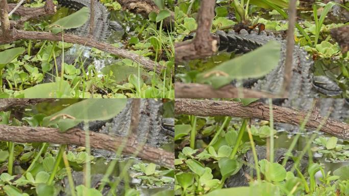 美国佛罗里达州大沼泽地国家公园沼泽中伪装的鳄鱼女士