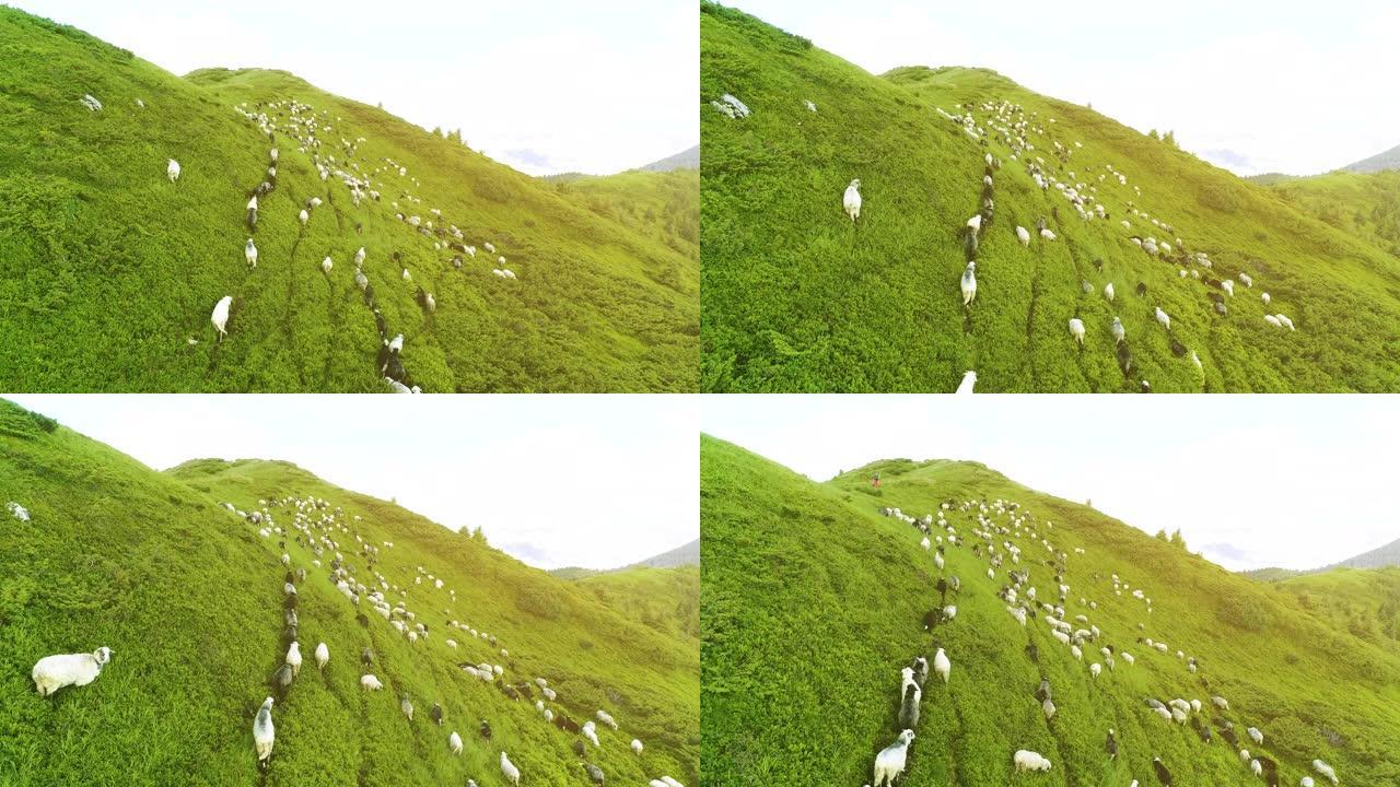 在阳光明媚的背景下，山野上的一群羊上方的飞行