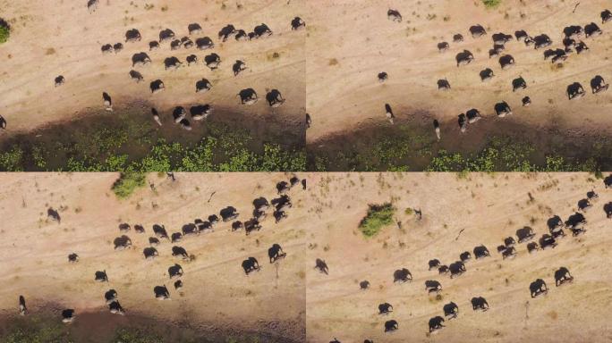 津巴布韦，一大群繁殖着大象的鸟瞰图，小牛犊在河边喝酒和散步